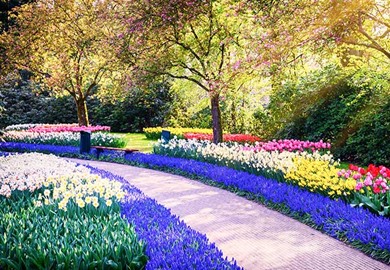 The Floriade Flower Show and Keukenhof Gardens or Amsterdam